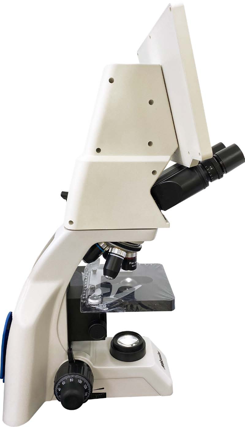 MS B106L A图（3）